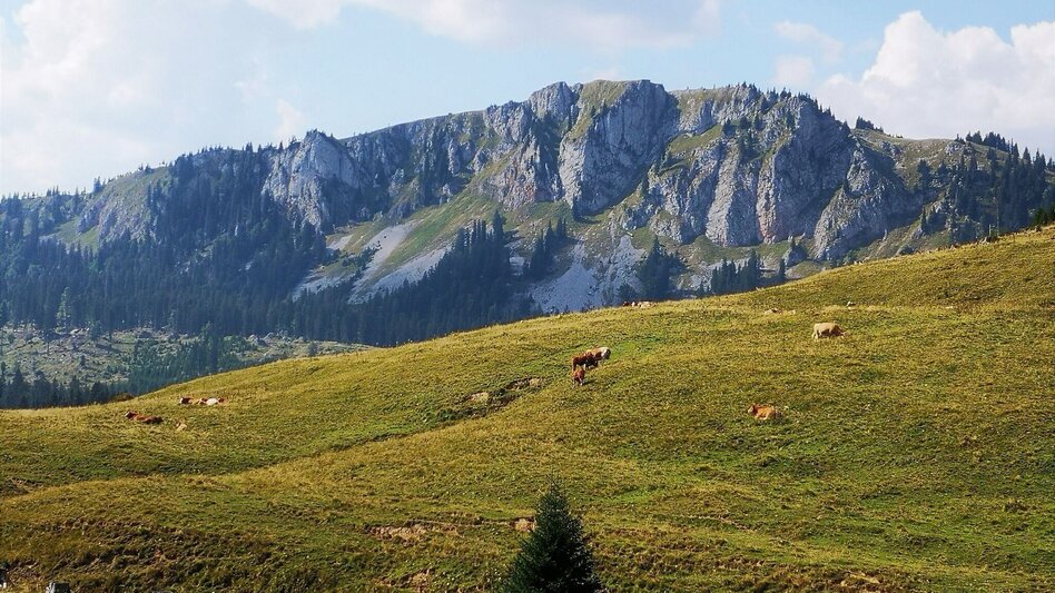 Hiking route On Bodenalm, Waxenegg, and Donnerwand in the Mürzer Oberland Nature Park - Touren-Impression #2.4 | © TV Hochsteiermark