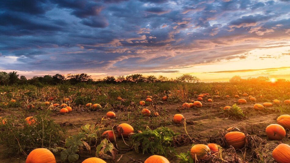 Theme path Forest and Pumpkin Trail Rassach - Touren-Impression #2.1 | © Schilcherland Steiermark - stock.adobe.com