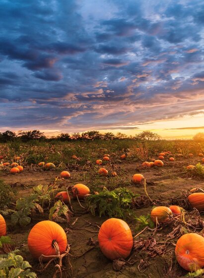 Wandern entlang der Kürbisfelder in Rassach bei Stainz | © Schilcherland Steiermark - stock.adobe.com | Matej Kotula - stock.adobe.com | © Schilcherland Steiermark - stock.adobe.com