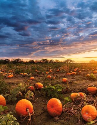 Wandern entlang der Kürbisfelder in Rassach bei Stainz | Matej Kotula - stock.adobe.com | © Schilcherland Steiermark - stock.adobe.com