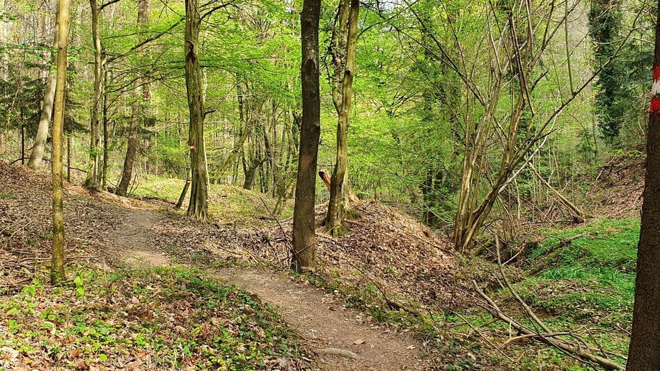 Hiking route Steinbachklamm - way back via Neudorfberg - Touren-Impression #2.4 | © (c) Günther Steininger