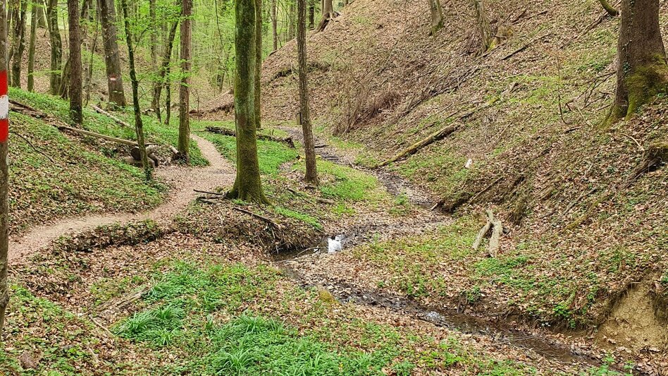 Hiking route Steinbachklamm - way back via Neudorfberg - Touren-Impression #2.6 | © (c) Günther Steininger