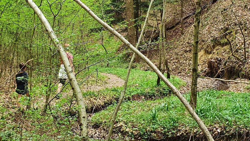 Hiking route Steinbachklamm - way back via Neudorfberg - Touren-Impression #2.8 | © (c) Günther Steininger