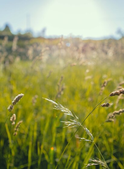 Abendstimmung am Waldrand | © TVB/Südsteiermark/Lupi Spuma | Lupi Spuma | © TVB/Südsteiermark/Lupi Spuma