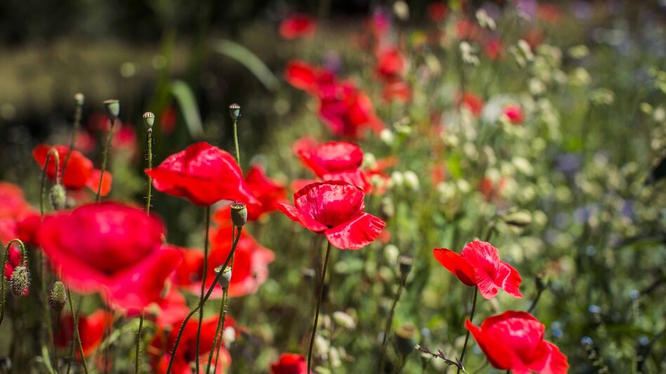 Theme path Energy walk (barrier-free) - Touren-Impression #2.2 | © TVB/Südsteiermark/Lupi Spuma