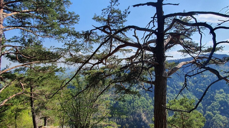 Wanderung Gösser Rundwanderweg - Touren-Impression #2.1 | © (c) Günther Steininger