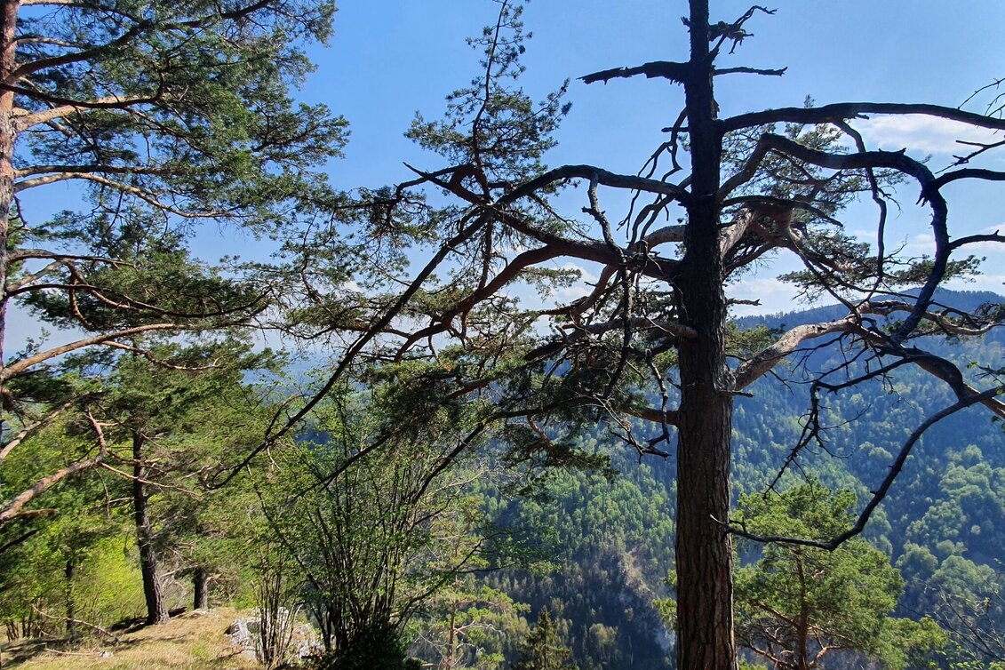 Wanderung Gösser Rundwanderweg - Touren-Impression #1 | © (c) Günther Steininger