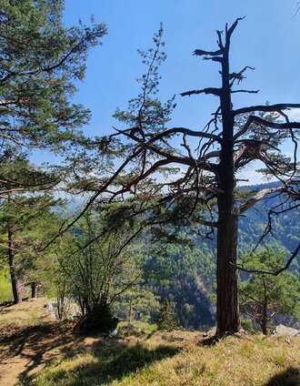 Gösserrundwanderweg (c) Steininger | (c) Günther Steininger | © (c) Günther Steininger