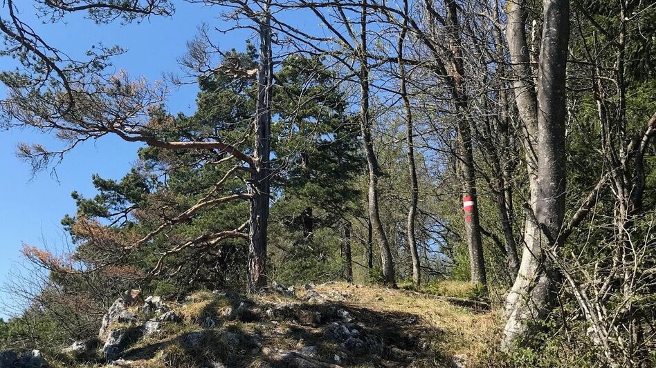 Wanderung Gösser Rundwanderweg - Touren-Impression #2.10 | © Oststeiermark Tourismus