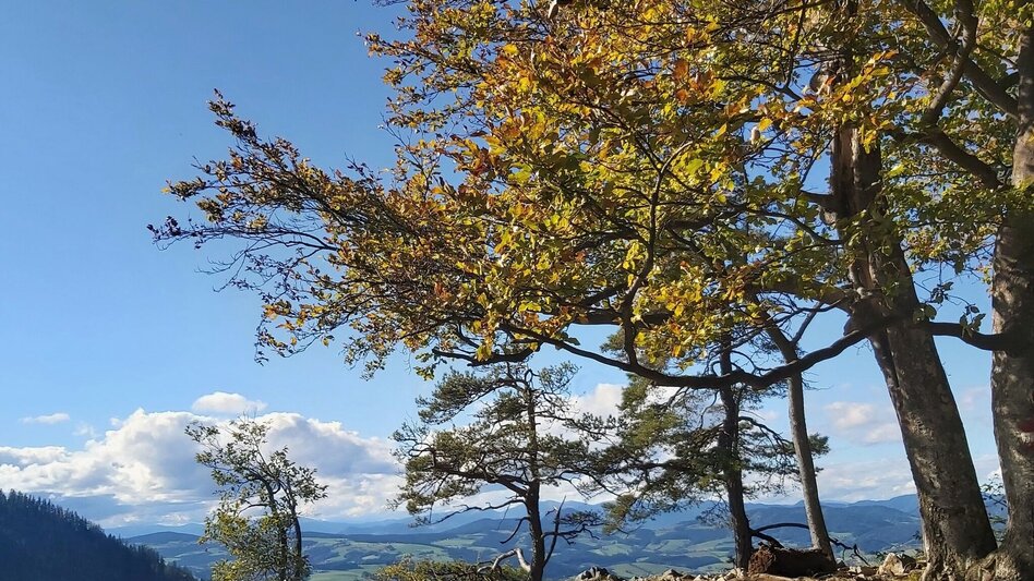 Hiking route Patscharound with "Patschanose", Naas - Touren-Impression #2.6 | © Oststeiermark Tourismus