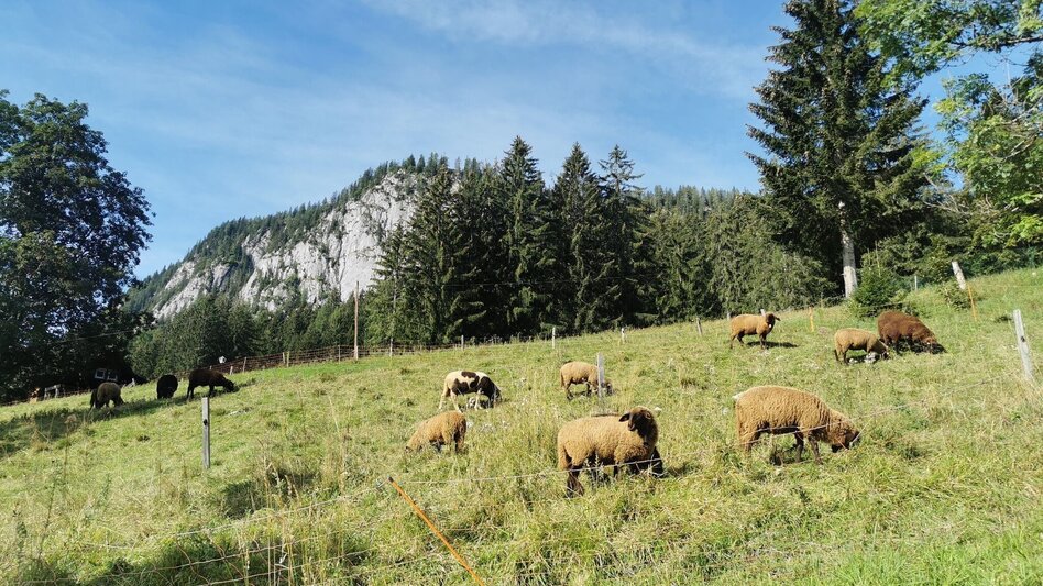 Hiking route Hike to the Lieglloch - Touren-Impression #2.3