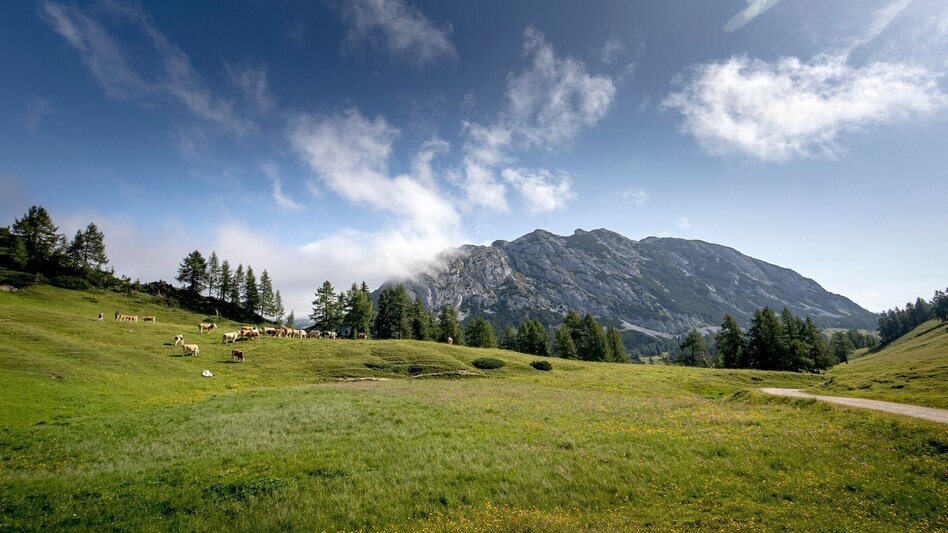 Hiking route Hiking tour on the Tauplitzalm suitable for baby carriages - Touren-Impression #2.1 | © Ausseerland