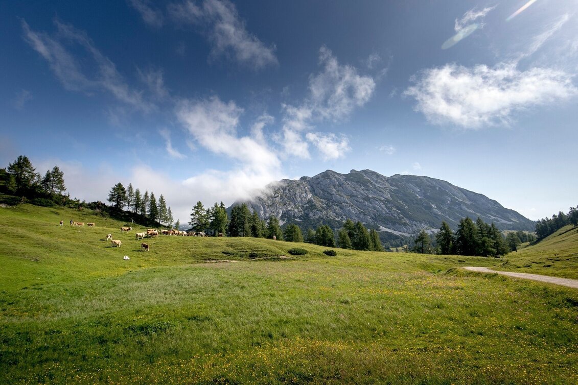 Hiking route Hiking tour on the Tauplitzalm suitable for baby carriages - Touren-Impression #1 | © Ausseerland