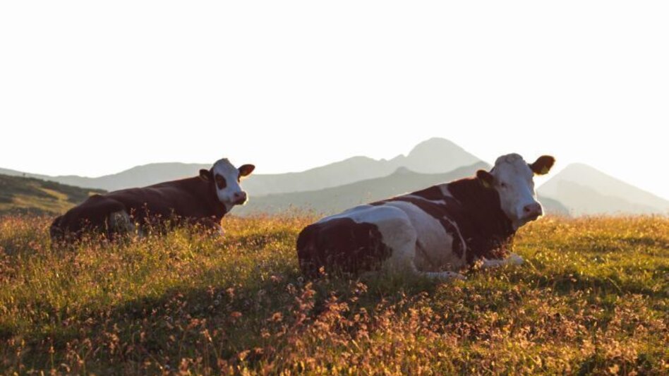 Hiking route Culinary Schneealm Tour in the Mürzer Oberland Nature Park - Touren-Impression #2.4 | © Naturpark Mürzer Oberland