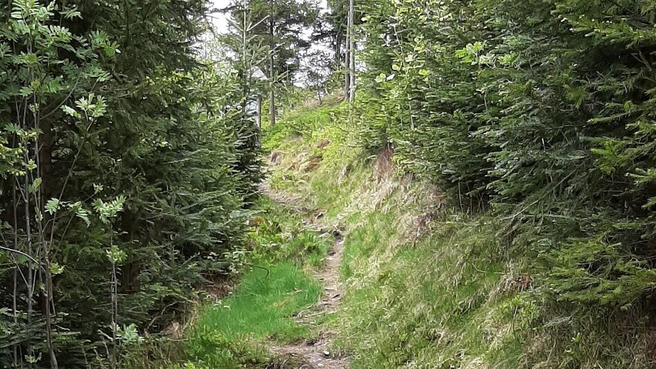 Hiking route Mühlenpanoramaweg, Gasen - Touren-Impression #2.3 | © Oststeiermark Tourismus