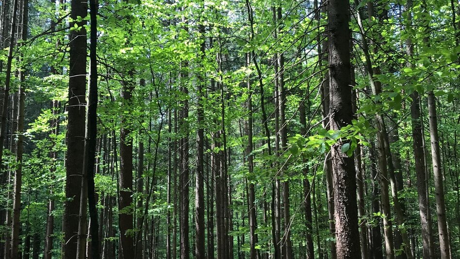 Pilgerweg Papst-Franziskus Pilgerweg von Graz nach Weiz - Touren-Impression #2.25 | © Oststeiermark Tourismus