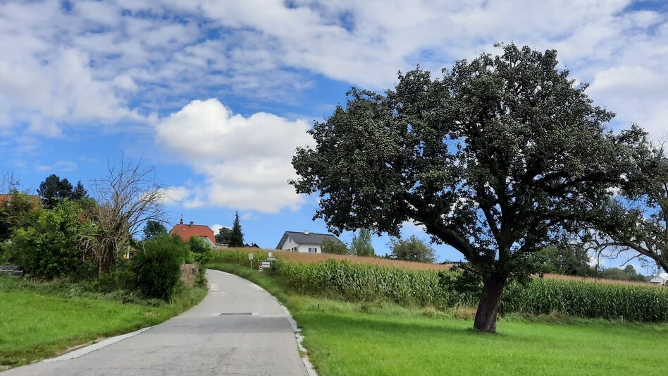 Pilgerweg Papst-Franziskus Pilgerweg von Graz nach Weiz - Touren-Impression #2.31 | © Oststeiermark Tourismus