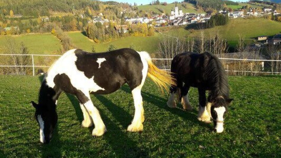 Hiking route Mariazell eye views: Feldbauer - Touren-Impression #2.5 | © www.feldbauerhof.at