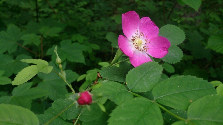 Wanderung Mariazeller AUGENblicke: Sauwand - Touren-Impression #2.5 | © TV Hochsteiermark