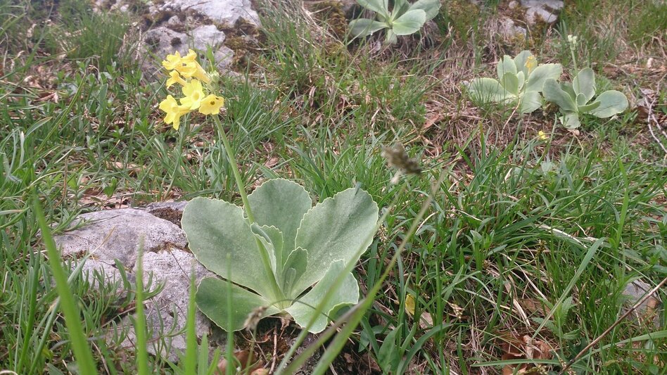 Wanderung Mariazeller AUGENblicke: Sauwand - Touren-Impression #2.9 | © TV Hochsteiermark