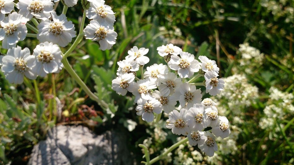 Hiking route Mariazell EYE View Tonion - Touren-Impression #2.5 | © TV Hochsteiermark