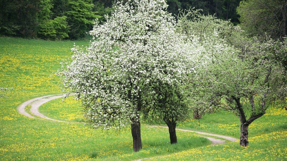 Bike Riding 4 Elemente Tour WASSER 1 im Thermen- & Vulkanland Steiermark - Touren-Impression #2.2 | © Thermen- & Vulkanland