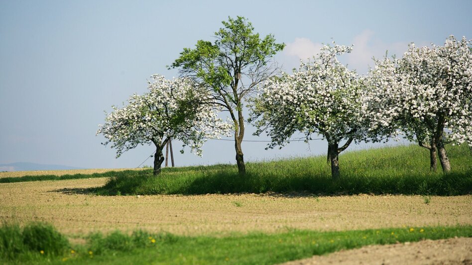 Bike Riding 4 Elemente Tour WASSER 1 im Thermen- & Vulkanland Steiermark - Touren-Impression #2.3 | © Erlebnisregion Thermen- & Vulkanland