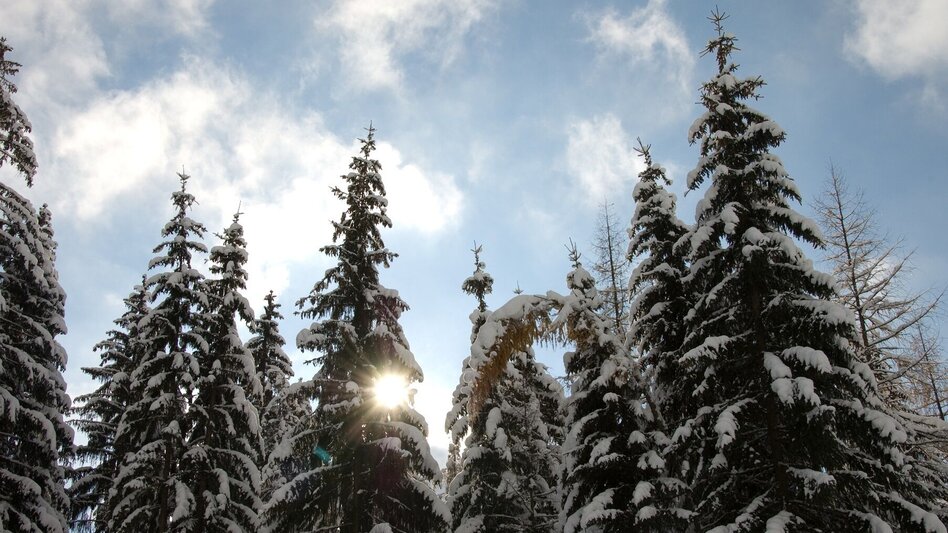 Winter Hiking Hauserbergweg - Touren-Impression #2.1 | © © www.haus.at