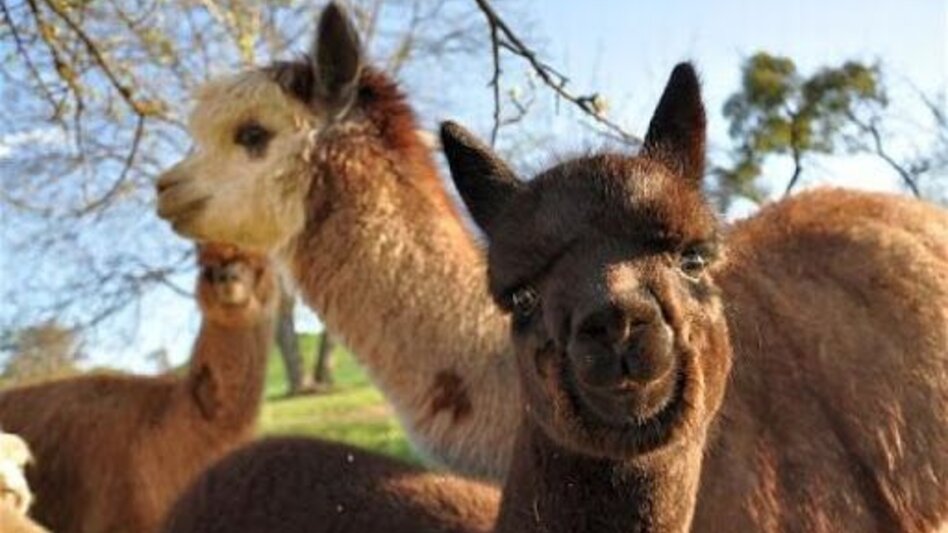 Bike Riding 4 elements tour EARTH 1 in the thermal & volcanic country Styria (4 Elemente Tour ERDE 1 im Thermen- & Vulkanland Steiermark) - Touren-Impression #2.6 | © Thermenland Alpakas_©_Thermenland Alpakas