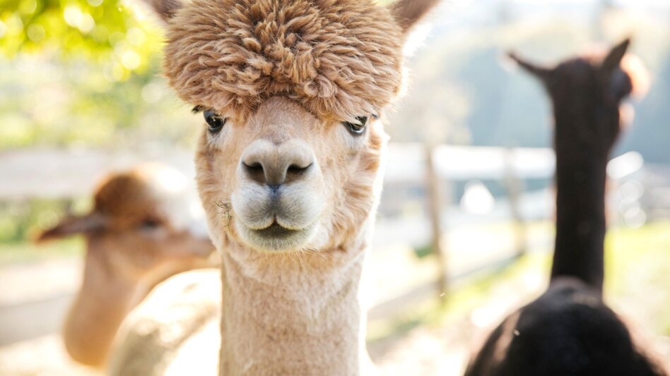 Bike Riding 4 elements tour EARTH 1 in the thermal & volcanic country Styria (4 Elemente Tour ERDE 1 im Thermen- & Vulkanland Steiermark) - Touren-Impression #2.7 | © Thermen- & Vulkanland Steiermark