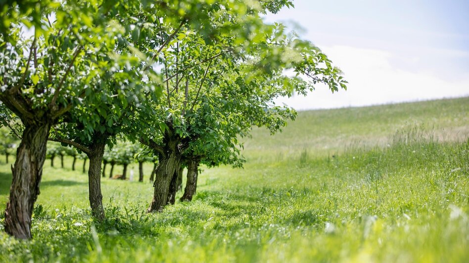 Bike Riding 4 Elemente Tour LUFT 2 im Thermen- & Vulkanland Steiermark - Touren-Impression #2.1 | © Thermen- & Vulkanland Steiermark