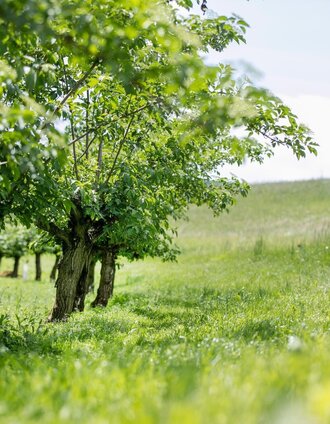 um Riegersburg | Harald Eisenberger | © Thermen- & Vulkanland Steiermark