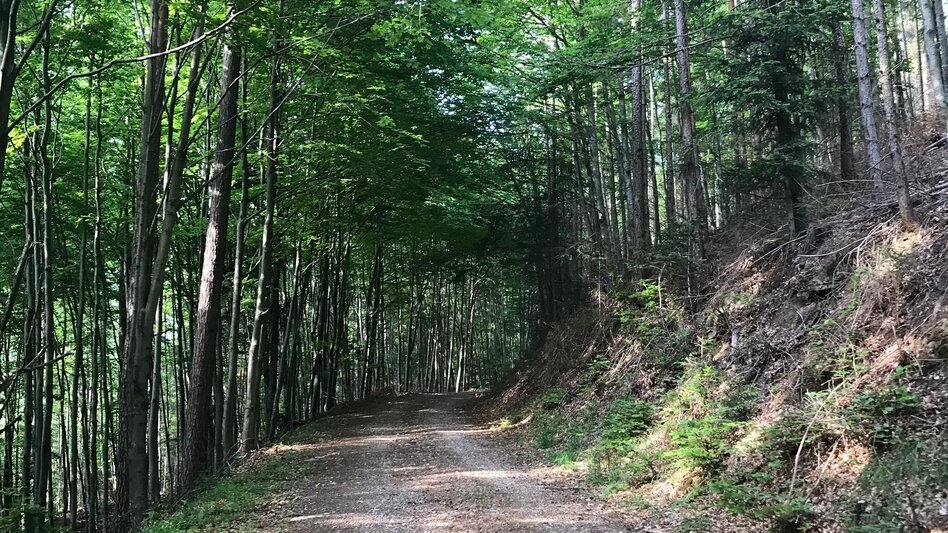 Hiking route From Weiz to the Raas summit - Touren-Impression #2.8 | © Oststeiermark Tourismus