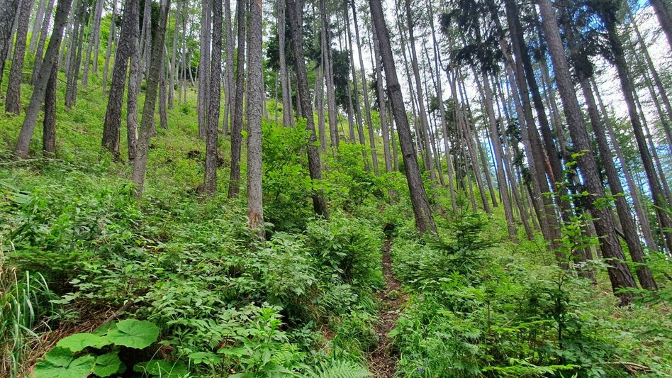 Hiking route From Weiz to the Raas summit - Touren-Impression #2.10 | © Oststeiermark Tourismus