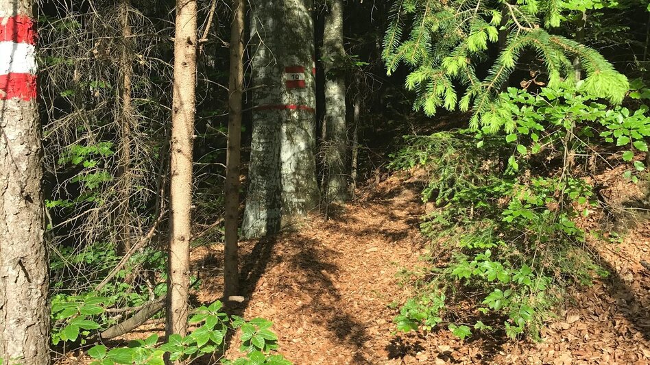 Hiking route From Weiz to the Raas summit - Touren-Impression #2.11 | © Oststeiermark Tourismus