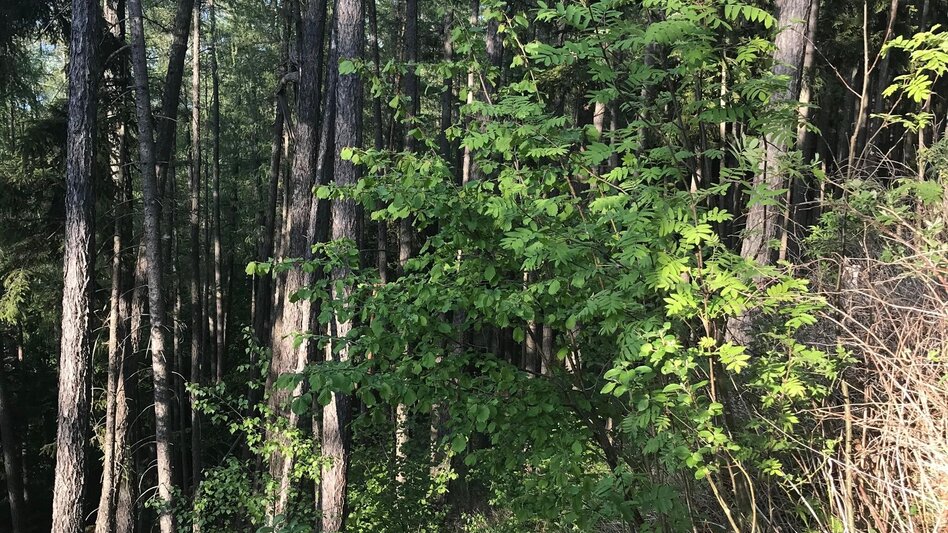 Hiking route From Weiz to the Raas summit - Touren-Impression #2.12 | © Oststeiermark Tourismus