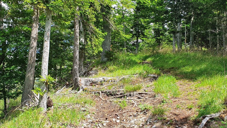 Hiking route From Weiz to the Raas summit - Touren-Impression #2.14 | © Oststeiermark Tourismus