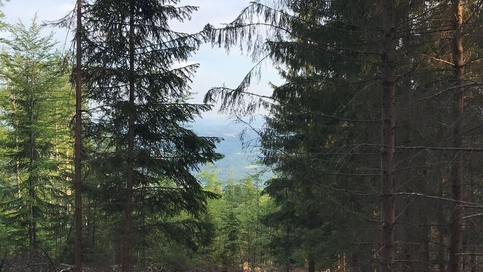 Hiking route From Weiz to the Raas summit - Touren-Impression #2.22 | © Oststeiermark Tourismus