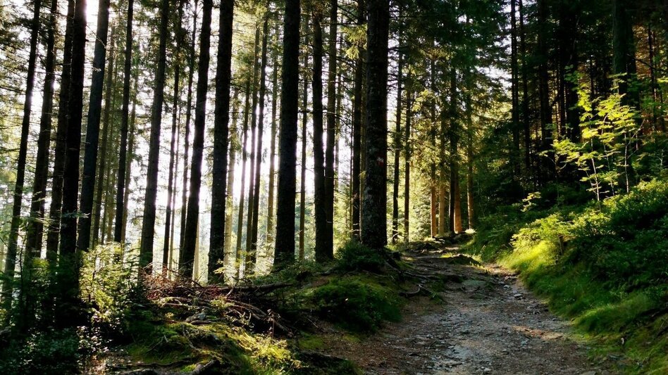 Familienwanderwege Wald zu Wald Wanderung in Roseggers Waldheimat am Alpl - Touren-Impression #2.1 | © Netgen.or.at