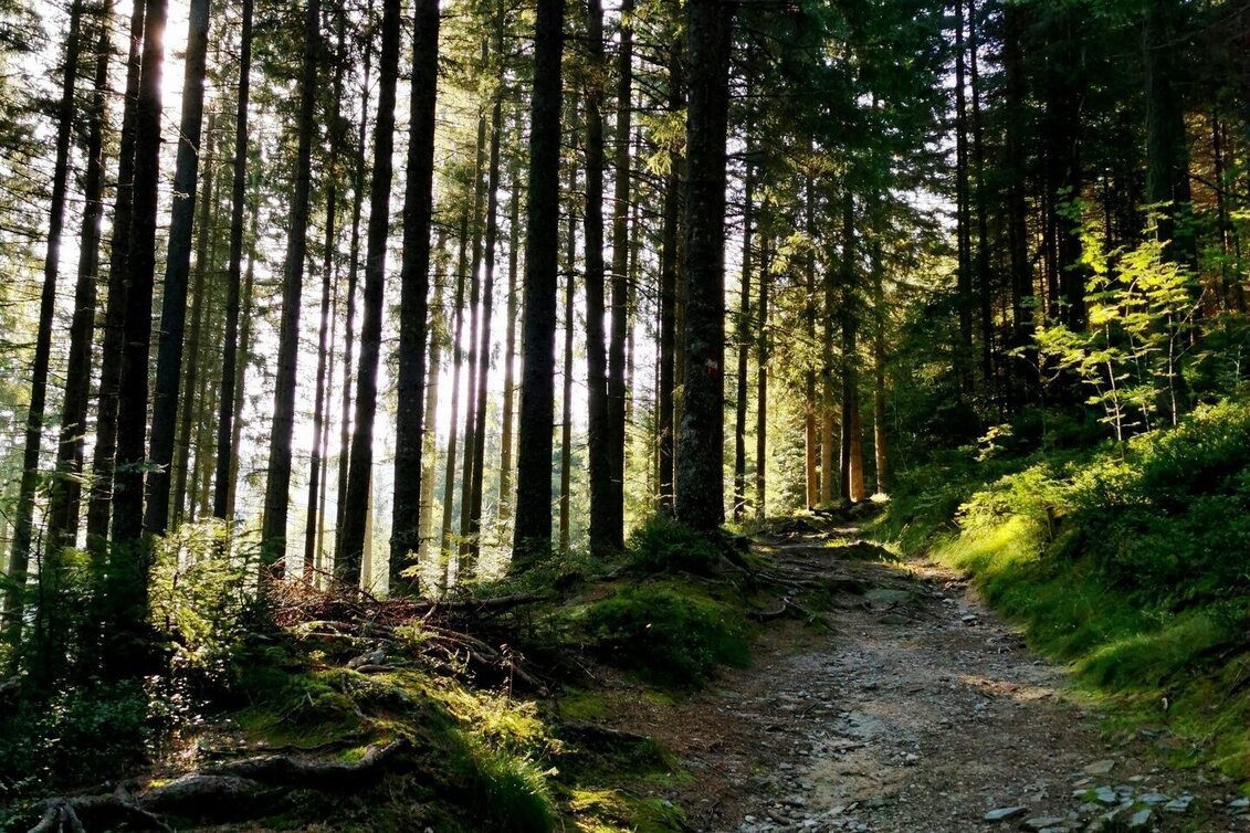 Familienwanderwege Wald zu Wald Wanderung in Roseggers Waldheimat am Alpl - Touren-Impression #1 | © Netgen.or.at