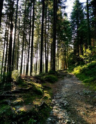 Die Waldheimat von Peter Rosegger | TV Hochsteiermark | © Netgen.or.at