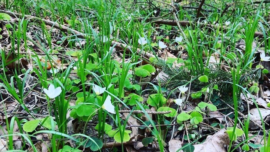 Hiking route Augustiner circular route (Augustiner-Rundweg) - Touren-Impression #2.3 | © Erlebnisregion Thermen- & Vulkanland