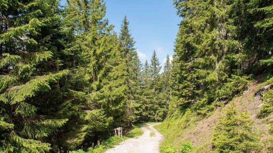 Wanderung Kaiserau - Klinkehütte - Lahngangkogel - Wagenbänkalm - Touren-Impression #2.5 | © TV Gesäuse