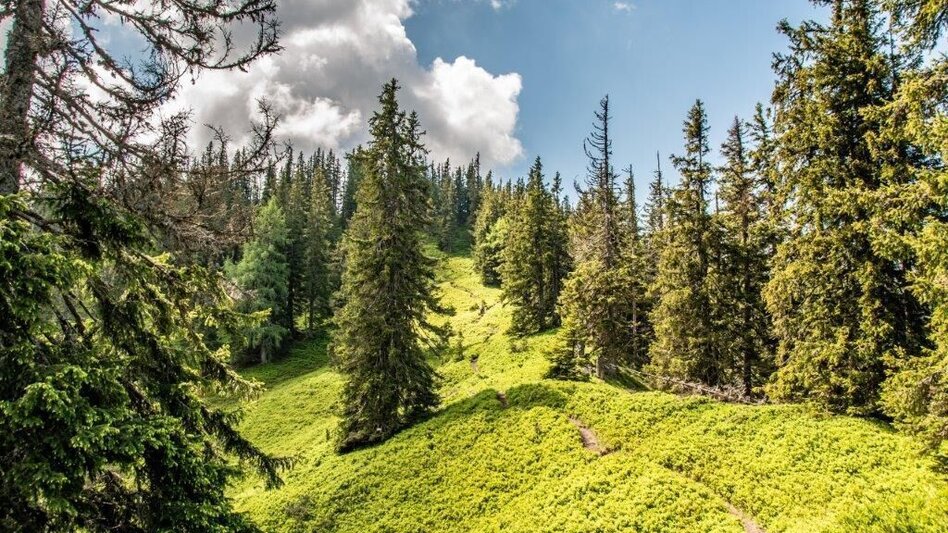 Wanderung Kaiserau - Klinkehütte - Lahngangkogel - Wagenbänkalm - Touren-Impression #2.7 | © TV Gesäuse