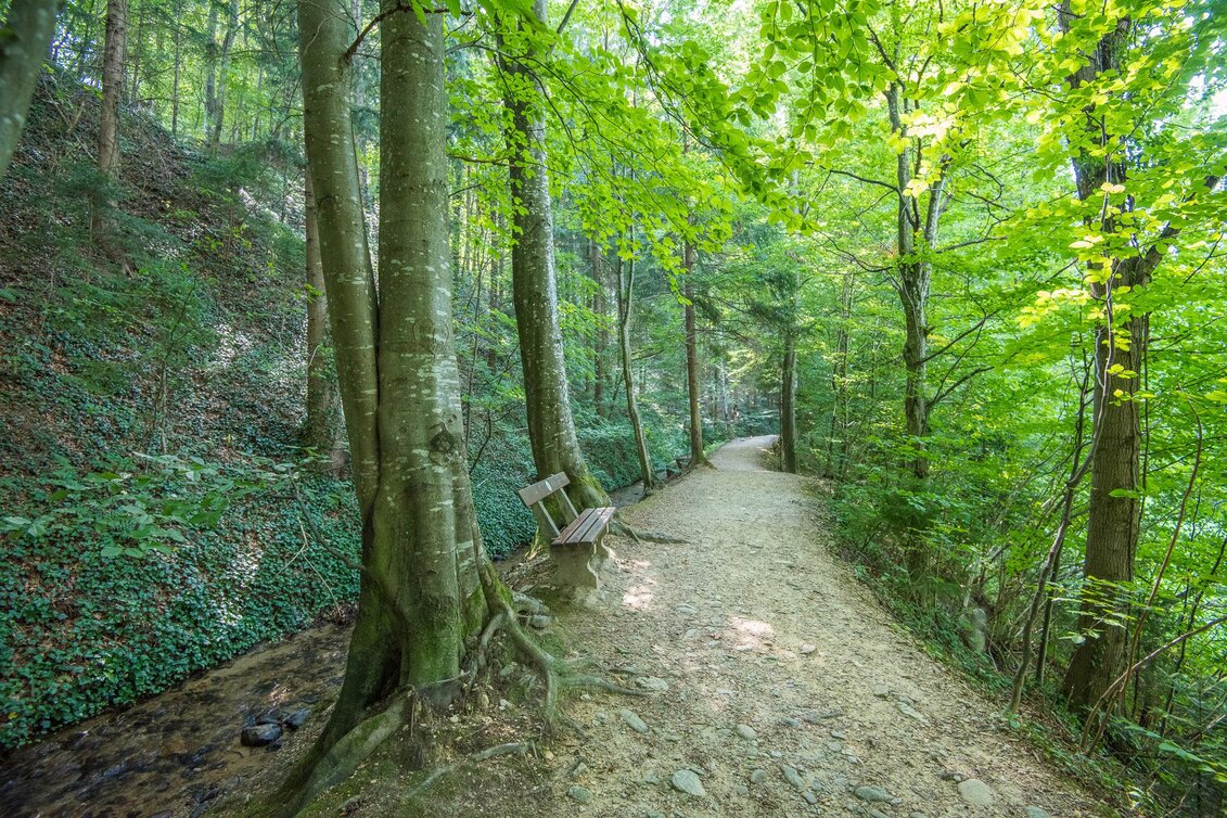 Hiking route Hinterbrühl circuit barrier-free, Pöllau - Touren-Impression #1 | © Helmut Schweighofer