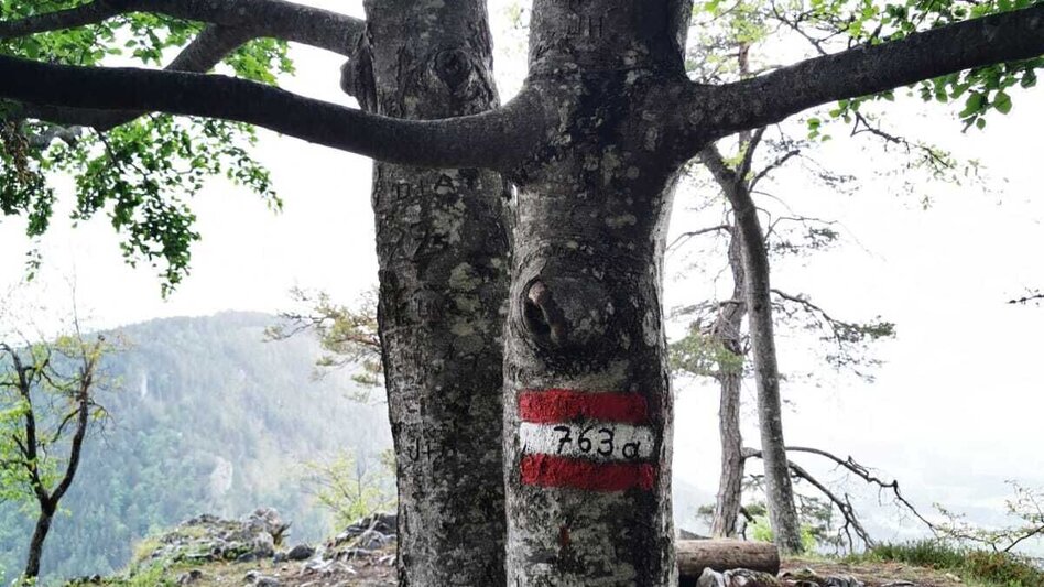 Hiking route Jägersteig circular hike over the Patschagipfel (Weizklamm) - Touren-Impression #2.16 | © Oststeiermark Tourismus