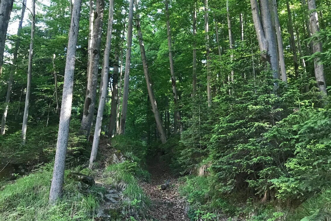 Hiking route Jägersteig circular hike over the Patschagipfel (Weizklamm) - Touren-Impression #1 | © Oststeiermark Tourismus
