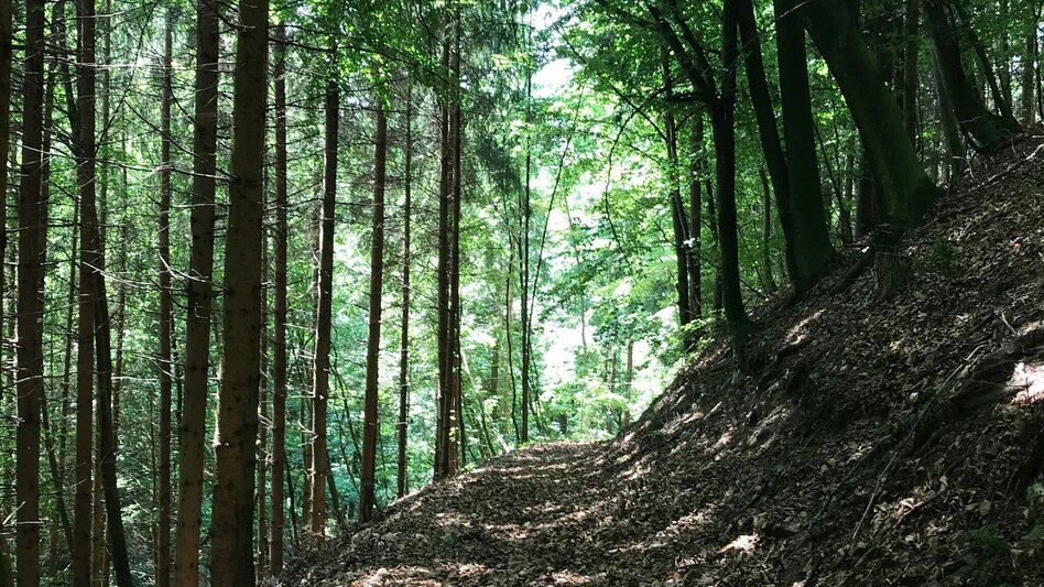 Hiking route Jägersteig circular hike over the Patschagipfel (Weizklamm) - Touren-Impression #2.10 | © Oststeiermark Tourismus