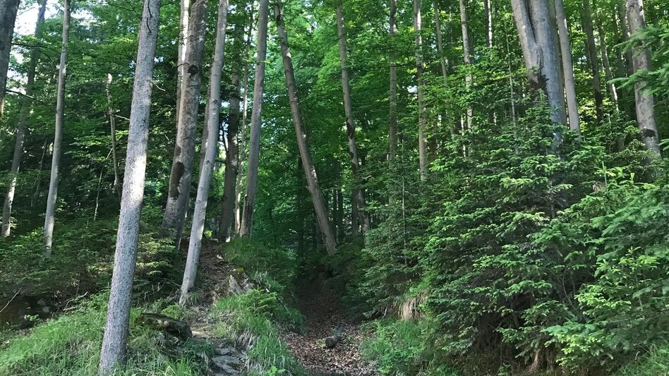 Hiking route Jägersteig Weizklamm - Touren-Impression #2.3 | © Oststeiermark Tourismus