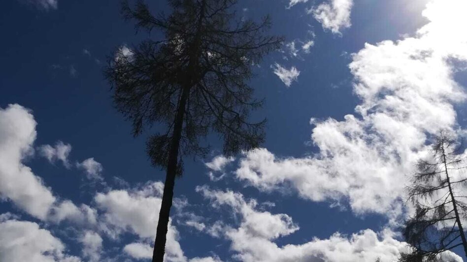 Mountain Biking Tour 20a - MTB - Fohnsdorfer Graben to Hammerl Eckwiese - Touren-Impression #2.4 | © Erlebnisregion Murtal